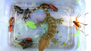 I caught vicious geckos and swarms of exotic insects