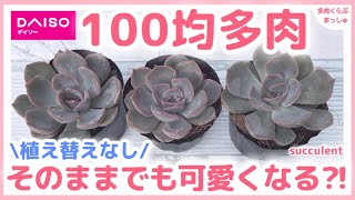 【多肉植物】100均多肉、そのままの土でも可愛くなる⁈【ダイソー】【百均】