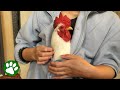 Clingy rooster follows his human everywhere