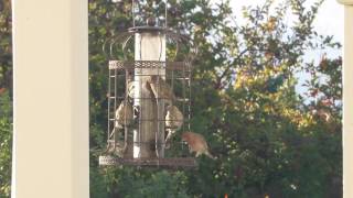 Finches at the feeder