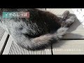 【イチのしっぽ】ご機嫌にしっぽをふるねこ