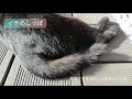 【イチのしっぽ】ご機嫌にしっぽをふるねこ