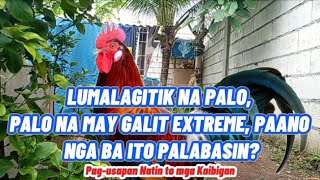 LUMALAGITIK NA PALO, NA MAY GALIT EXTREME, PAANO NGA BA ITO PALABASIN? #backyardchickens #farming