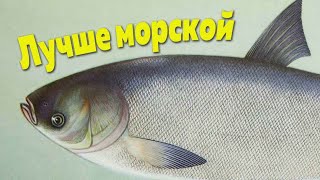 Единственная речная рыба у которой пользы больше чем у морской!