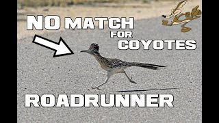 Roadrunner Facts - NO MATCH for a COYOTE - Animal a Day