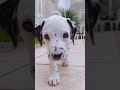 adorable dalmatian puppy cute moments ❤️