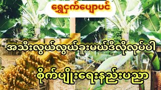 ရွှေငှက်ပျောသီး(winchannel)EP,10