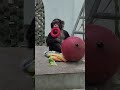 遊んでるチンパンジーのモコイチくん チンパンジー 沖縄こどもの国 chimpanzee