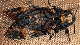 Giant beautiful death's head hawk moth (Acherontia atropos)