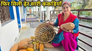 पॉलीहाउस की सारी बेलों को काटना पड़ा || Pahadi Lifestyle Vlog || Priyanka Yogi Tiwari ||