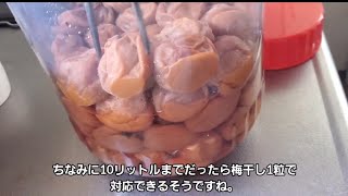 そうめんと梅干しを一緒に茹でるとコシがアップするらしい