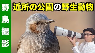 【野鳥撮影】近所の公園で撮れる野生動物【α7RⅣ＋SEL200600G】#4K