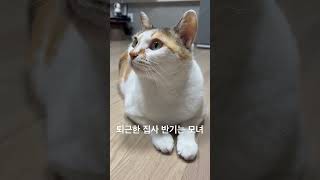 퇴근한 집사 반기는 모녀 고양이