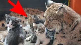 The wild lynx surprised everyone that she became a mother for orphaned domestic kittens!