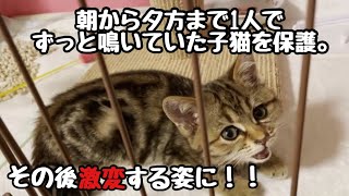 【子猫保護】道路で朝から夕方まで同じ場所でずっと鳴いていた子猫。