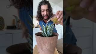 Grow a Pineapple with a Pineapple Top | creative explained