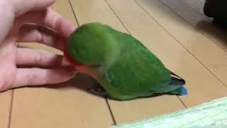 【ベタ慣れ コザクラインコ】にっこりインコ