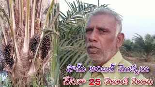 ఫామ్ అయిల్ గెలలు ఎన్ని నేలలకి వచ్చాయి