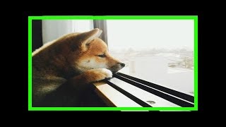 犬を留守番させるときにやってはいけない4つのng行動