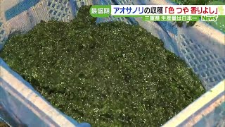 アオサノリの収穫が最盛期「色 つや 香りよし」生産量全国シェア5割をしめる三重県 (24/01/29 16:32)