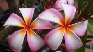 Plumeria's 2009