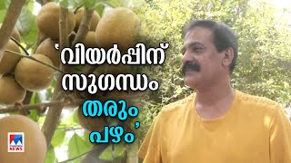 ‘കഴിച്ചാൽ വിയർപ്പിന് സുഗന്ധം; അപൂർവ പഴം കൊച്ചിയിൽ വിളയുന്നു’; വേറിട്ട കർഷകൻ | Kepel Fruit