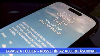 Tavasz a télben - rossz hír az allergiásoknak