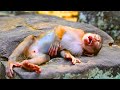 Poorest Abandoned Monkey cries for long time, Deep hungry & sleepy.