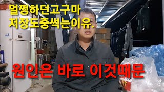 고구마 보관중에 썩는이유?멀쩡하던고구마가 박스째 썩는이유알아봅니다.