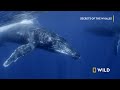 Humpback Whales | Secrets Of the Whales | National Geographic MENA