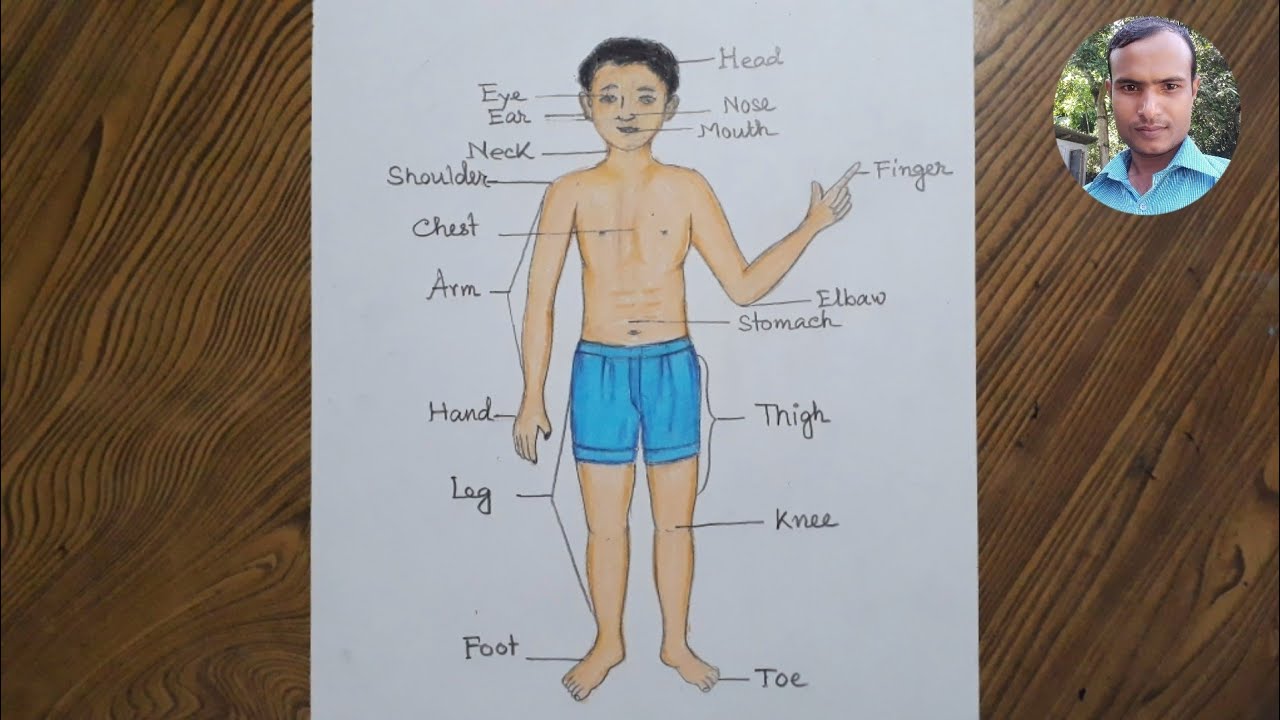 Parts Of Human Body Drawing Infoupdate Org