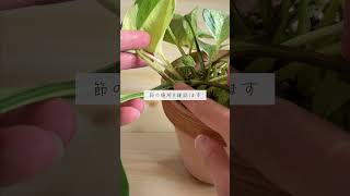 🍀誰でも簡単にできる　ポトスの増やし方🍀【☘Life with Houseplant】8-8#shorts