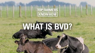 BVD SERIES: WHAT IS BVD?