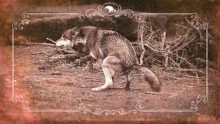 Nature Calls Wolf Ralf 💩 Vintage Pfft