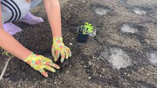 ЯК ДОБРЕ ЖИТИ В СЕЛІ🥰ВСІ СПРАВИ ПОТРОХИ РОБЛЯТЬСЯ🤩ВИСАДИЛА ПАК ЧОЙ🌱ДАЛІ ГРЕБУ ДІЛЯНКУ😎РОЗСАДА❤