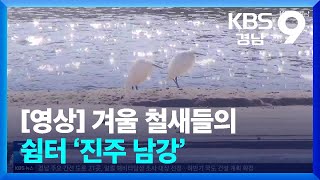 [영상] 겨울 철새들의 쉼터 ‘진주 남강’ / KBS  2025.01.24.