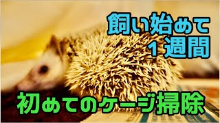 【ハリネズミ飼育初心者】勝手が分からないけど初めてケージを掃除してみました。