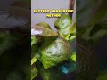 Lettuce harvesting method. Very productive. #aerogarden #hydroponics #lettuce