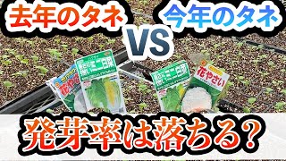 有効期限が切れたタネの「発芽率は悪くなる？」を検証してみました