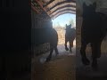all 3 horses coming in night time feed
