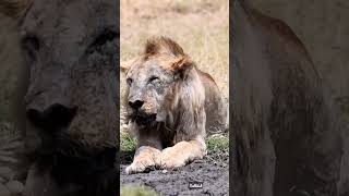 Loonkito, The oldest Lion from Amboseli National Park, Kenya 🇰🇪