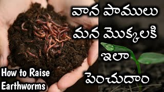 How to Raise Earthworms | Gardening | వాన పాముల కోసం ఎరువులో ఇలా చేయండి