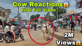 Cow Reaction😱 Marte marte bacha🤯