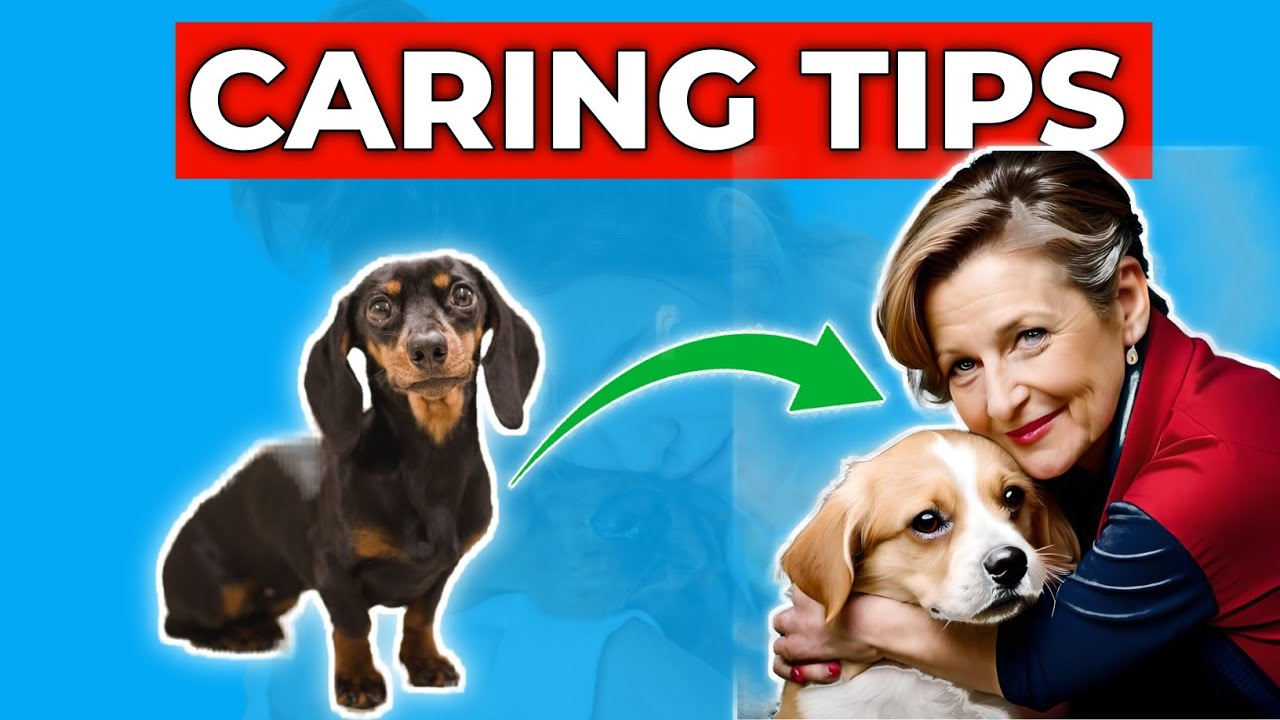 Dog Care In рџђ Home Secrets To Happy Healthy Pets Youtube