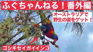 【オーストラリアで撮影！】鮮やかな色が特徴的なゴシキセイガイインコの野性の姿　ふぐちゃんねる！番外編 【鳴き声あり】