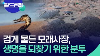 검게 물든 모래사장, 생명을 되찾기 위한 러시아 해변의 분투 [오늘 한 컷] / KBS  2024.12.30.