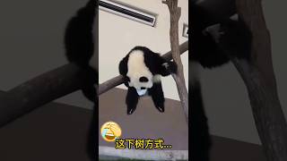 【超能力吗？😂】这谁家的熊猫宝宝呀！这神奇的下树方式让人大开眼界呀！🤔😬 #熊猫 #枫浜