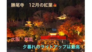 勝尾寺12月の紅葉🍁勝ちダルマ 幻想的なライトアップ🍁