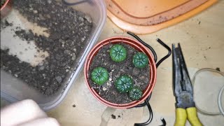 Repotting Astrophytum Asterias Seedlings