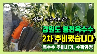 봉춘팜 옥수수농사|강원도 홍천 옥수수 2차추비 / #옥수수농사방법 / #요소비료 #질소비료